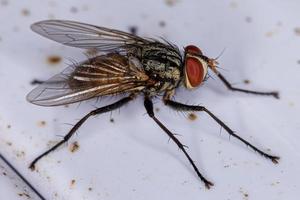 Adult Bristle Fly photo