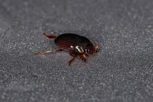 Adult Small Dung Beetle photo