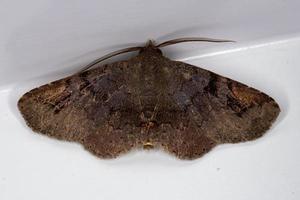 Adult Underwing moth photo