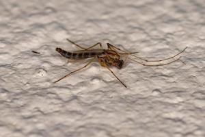 Adult Non-biting Midge photo