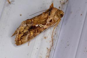 Adult Soybean Looper Moth photo