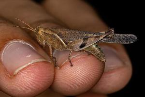 Adult Short-horned Grasshopper photo