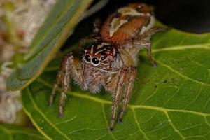 araña saltadora hembra adulta foto