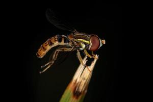 Adult Calligrapher Fly photo