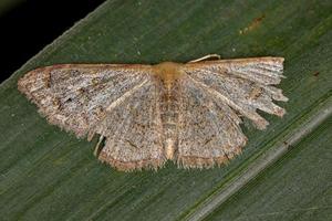 Adult Geometer Moth photo