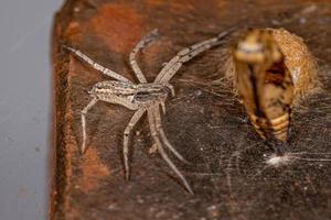 pequeña araña cangrejo corriendo foto