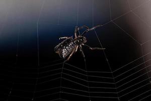 Small Female Orbweaver Spider photo