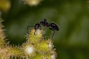 hormiga carpintera hembra adulta foto