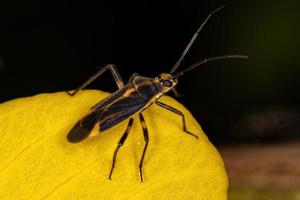 insecto de la planta adulta foto