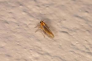 Adult Delphacid Planthopper Insect photo