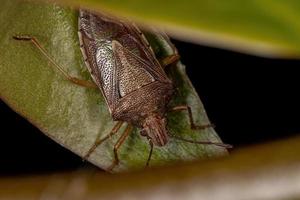 Adult Stink Bug photo