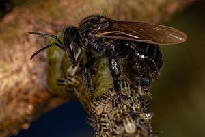 abeja adulta sin aguijón con insectos saltamontes aetaliónidos foto