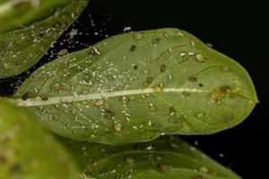 Group of small green aphids photo