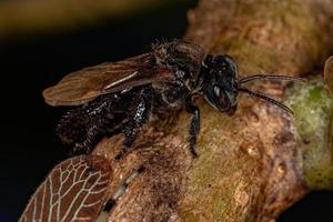 abeja adulta sin aguijón con insectos saltamontes aetaliónidos foto