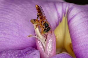 Adult Jatai bee photo