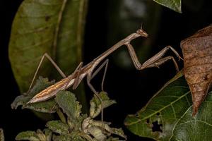 ninfa de insecto mantis foto