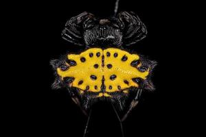 Adult Spinybacked Orbweaver photo