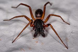 Male Adult Ant mimic Sac Spider photo