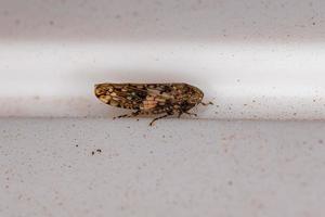 Small Typical Leafhopper photo