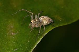 Striped Lynx Spider photo