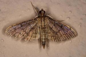 Adult Pearl Moth photo