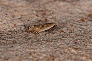 polilla de cuerno curvo adulta foto