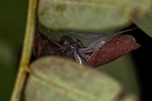 Small Crab Spider photo