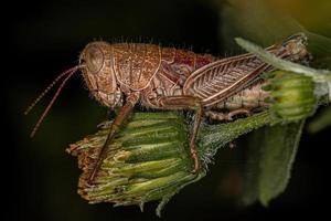 Spur-throated Grasshopper Nymph photo