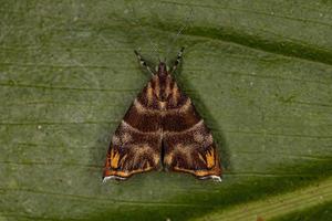 Adult Metalmark Moth photo