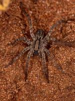 Small Wolf Spider photo