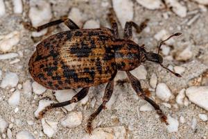 Adult True Weevil photo