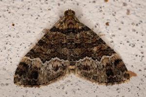 Adult Carpet Moth photo