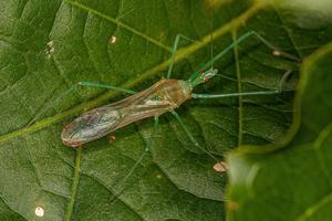 Adult Assassin Bug photo