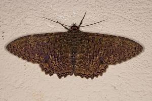 Adult Moth Insect photo