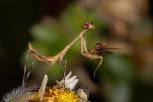 Small Mantid nymph photo