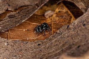 Small jumping spider photo