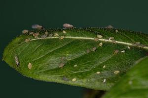 Group of small green aphids photo