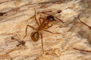 Adult Female Carpenter Ant photo