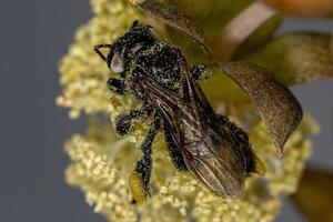 Adult Female Stingless Bee photo