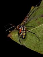 pequeña araña de huerta foto