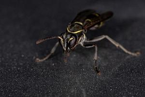 Yellow-banded Polybia Wasp photo
