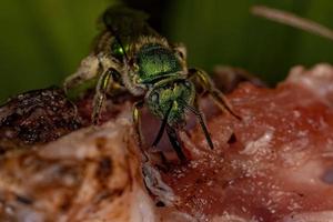 Adult Augochlorine Sweat Bee photo