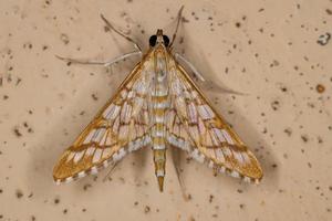 Adult Orange Epipagis Moth photo