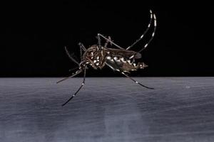 mosquito de la fiebre amarilla hembra adulta foto