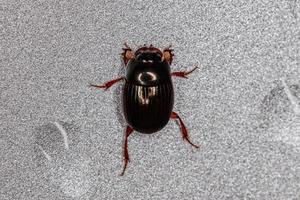 Adult Small Dung Beetle photo