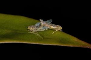 Adult Typical Leafhoppers photo