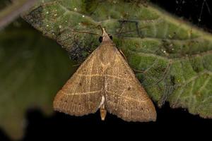 Adult Litter Moth photo