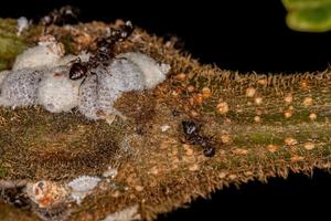 Adult Female Cocktail Ants with small Mealybugs insects