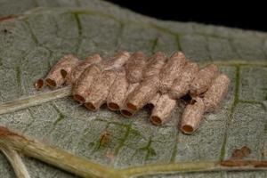 Braconid Wasp eggs photo