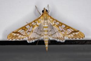 Adult Orange Epipagis Moth photo